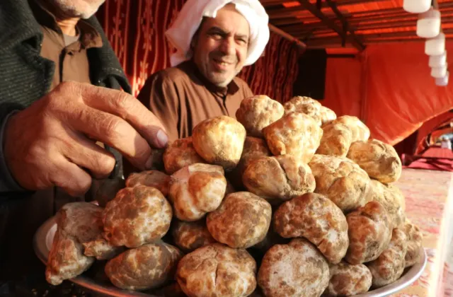 Dcery hromu: Proč pouštní lanýže svou nutriční silou i cenou drtí evropské delikatesy?