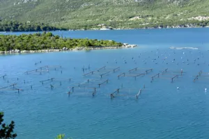 Podmořské farmy: pod hladinou vzniká víno, sýry i bylinky s intenzivní chutí