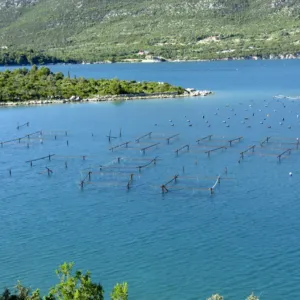 Podmořské farmy: pod hladinou vzniká víno, sýry i bylinky s intenzivní chutí