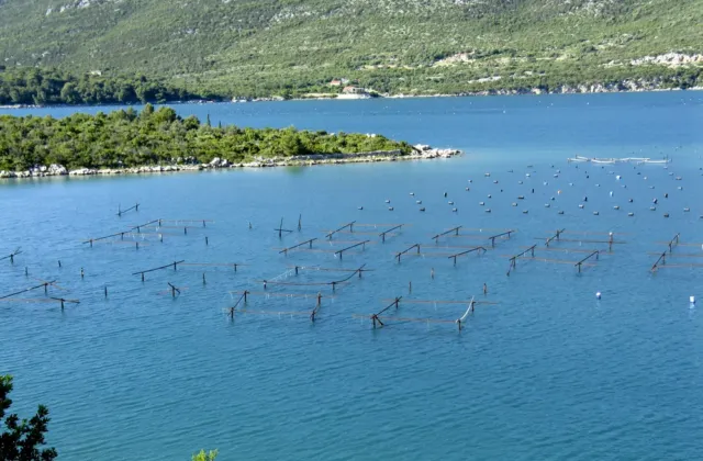 Podmořské farmy: pod hladinou vzniká víno, sýry i bylinky s intenzivní chutí