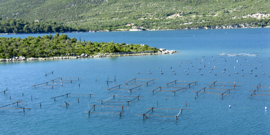 Podmořské farmy: pod hladinou vzniká víno, sýry i bylinky s intenzivní chutí