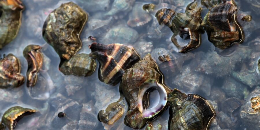 Purpurový majestát na talíři: Když barva stála víc než zlato a tekla z těl měkkýšů