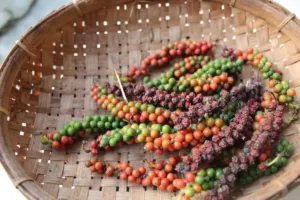 Vyplácela se jím věna dcer, svoboda i šlechtický titul: Neuvěřitelná cesta pepře