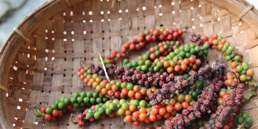 Vyplácela se jím věna dcer, svoboda i šlechtický titul: Neuvěřitelná cesta pepře