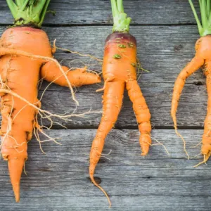 Proč esteticky nedokonalé potraviny často nesou více bioaktivních látek důležitých pro buněčné zdraví?