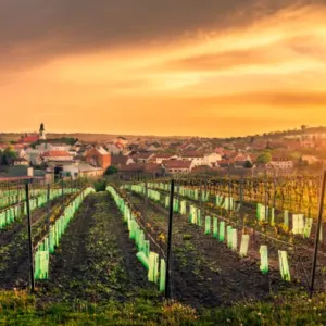 Další důkaz o tom, že umíme skvělá vína: Čtyři diamantové trofeje z Japonska zamířily domů