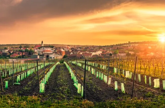 Další důkaz o tom, že umíme skvělá vína: Čtyři diamantové trofeje z Japonska zamířily domů