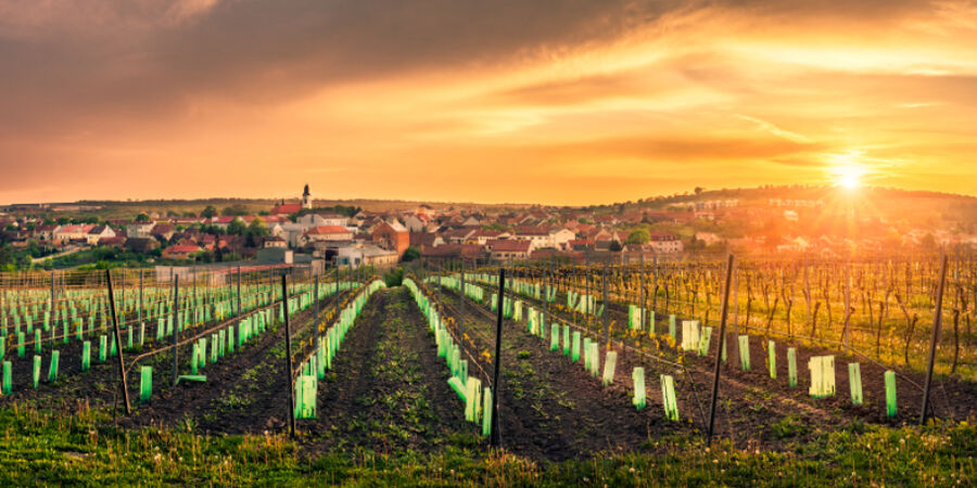 Další důkaz o tom, že umíme skvělá vína: Čtyři diamantové trofeje z Japonska zamířily domů