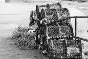 Moře jich vyplavovalo tolik, že je vězni a chudina nestačili jíst, humři se stali delikatesou až díky rozvoji železnic