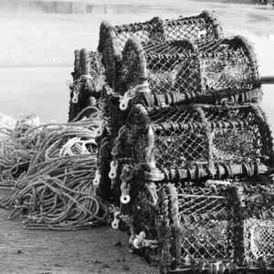 Moře jich vyplavovalo tolik, že je vězni a chudí nestačili jíst, humři se stali delikatesou až díky rozvoji železnic