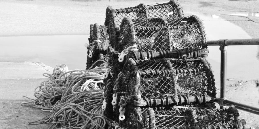 Moře jich vyplavovalo tolik, že je vězni a chudí nestačili jíst, humři se stali delikatesou až díky rozvoji železnic