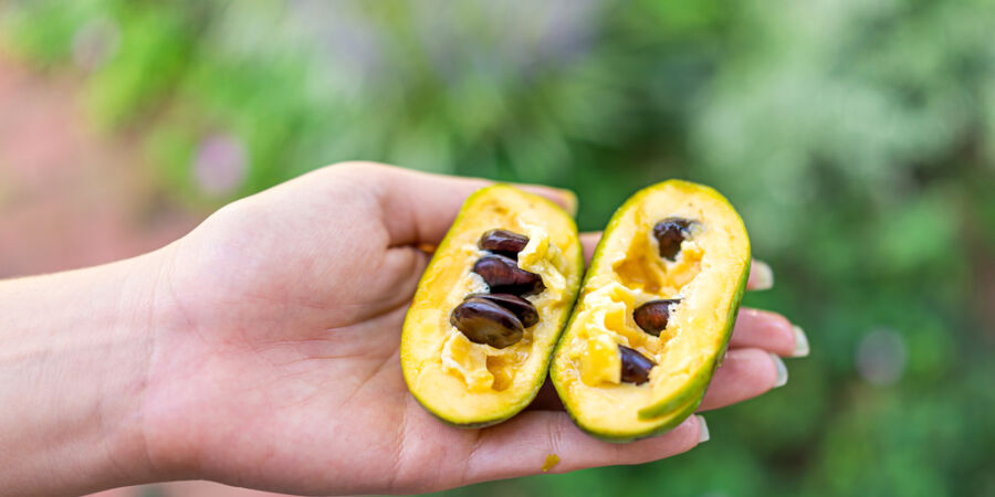 Chutná jako mango i banán a přežije mrazy do −25 °C: Asimina si nachází místo i v českých zahradách a obstojí dokonce i na balkoně