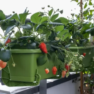 I z pár truhlíků na balkoně můžete sklízet celé léto, když vsadíte na správné plodiny a neuděláte dvě nejčastější pěstitelské chyby