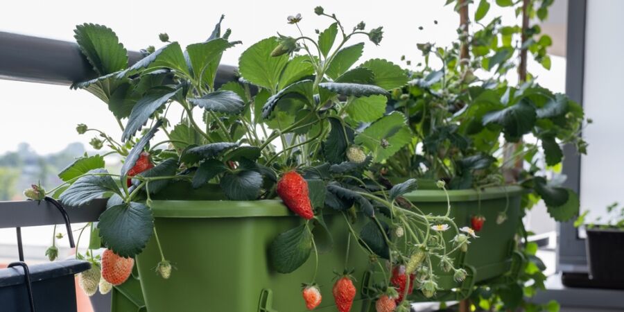 I z pár truhlíků na balkoně můžete sklízet celé léto, když vsadíte na správné plodiny a neuděláte dvě nejčastější pěstitelské chyby