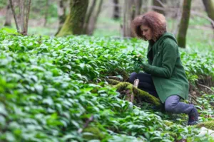 Medvědí česnek není jen na pesto: Během pár minut z něj uděláte slané pečivo, jemnou polévku i poctivé jarní noky