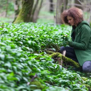 Medvědí česnek není jen na pesto: Během pár minut z něj uděláte slané pečivo, jemnou polévku i poctivé jarní noky