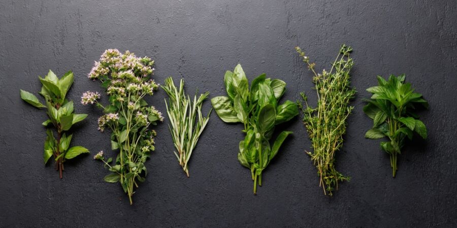 Libeček, šalvěj a saturejka kdysi vládly české kuchyni. Zapomenutá alchymie našich prababiček se vrací na talíř