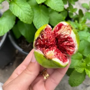 Fíky nemusíte vozit z dovolené, fíkovník snese i český balkon: Nyní je čas na vysazení