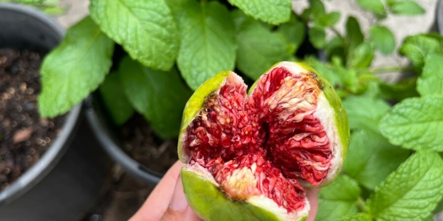 Fíky nemusíte vozit z dovolené, fíkovník snese i český balkon: Nyní je čas na vysazení