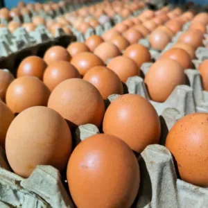Konec české vaječné jistoty? Každé páté vejce, které rozklepnete do pánve, muselo urazit stovky, ne-li tisíce kilometrů