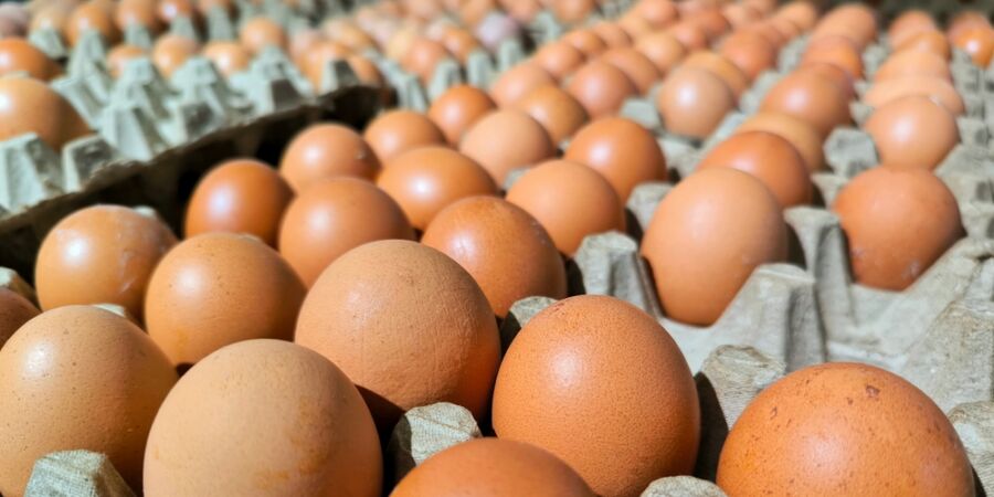 Konec české vaječné jistoty? Každé páté vejce, které rozklepnete do pánve, muselo urazit stovky, ne-li tisíce kilometrů