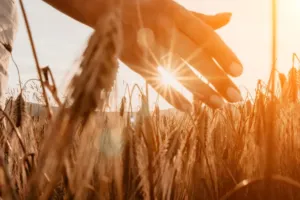 Válka na Blízkém východě zdražuje jarní práce na polích: Jak se promítnou do cen potravin?