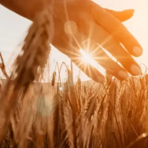 Válka na Blízkém východě zdražuje jarní práce na polích: Jak se promítnou do cen potravin?