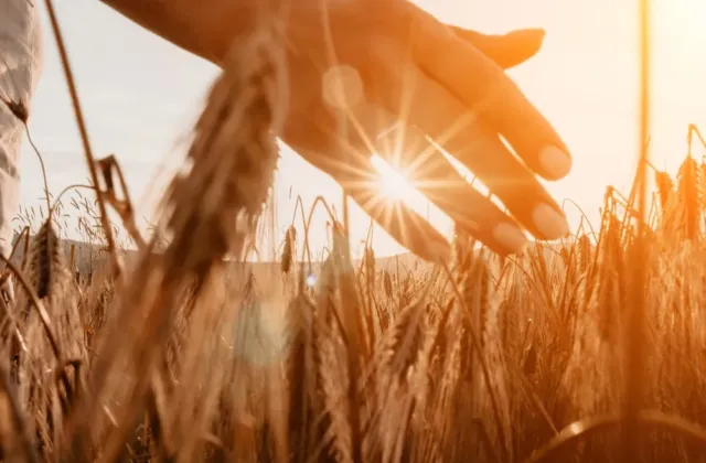Válka na Blízkém východě zdražuje jarní práce na polích: Jak se promítnou do cen potravin?