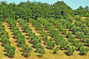 Kvalitní potraviny, nebo líbivá hra umělé inteligence? Inspekce odhaluje falešnou historii potravin