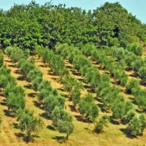 Kvalitní potraviny, nebo líbivá hra umělé inteligence? Inspekce odhaluje falešnou historii potravin