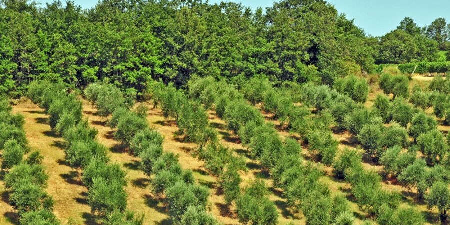 Kvalitní potraviny, nebo líbivá hra umělé inteligence? Inspekce odhaluje falešnou historii potravin
