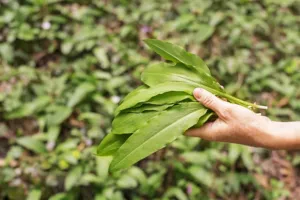 Zelený poklad českých luhů: Kde letos sbírat medvědí česnek a proč ho raději mrazit než sušit?