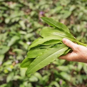 Zelený poklad českých luhů: Kde letos sbírat medvědí česnek a proč ho raději mrazit než sušit?