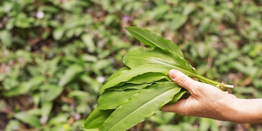 Zelený poklad českých luhů: Kde letos sbírat medvědí česnek a proč ho raději mrazit než sušit?
