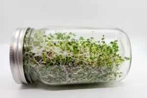 Brokolicové klíčky dobývají svět výživy: Vědci je zkoumají už roky a doma je vypěstujete za pár dní