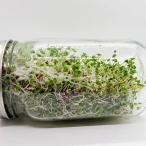 Brokolicové klíčky dobývají svět výživy: Vědci je zkoumají už roky a doma je vypěstujete za pár dní