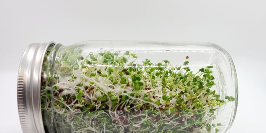 Brokolicové klíčky dobývají svět výživy: Vědci je zkoumají už roky a doma je vypěstujete za pár dní