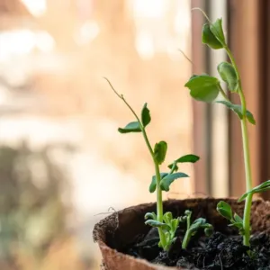 Jarní restart na talíři: Květná neděle vás nakopne divokými bylinkami i prvními klíčky