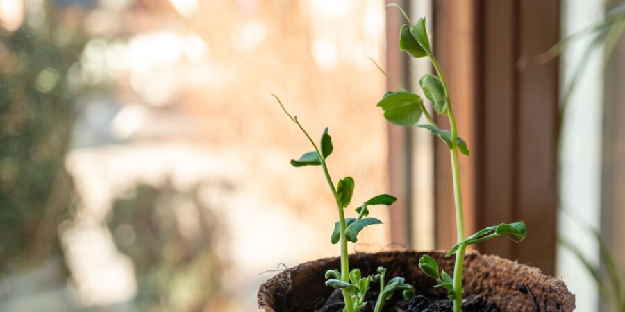 Jarní restart na talíři: Květná neděle vás nakopne divokými bylinkami i prvními klíčky