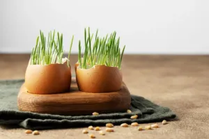 Osení po Velikonocích nemusí končit v koši: Z jarní dekorace se může stát vitaminová bomba na talíři