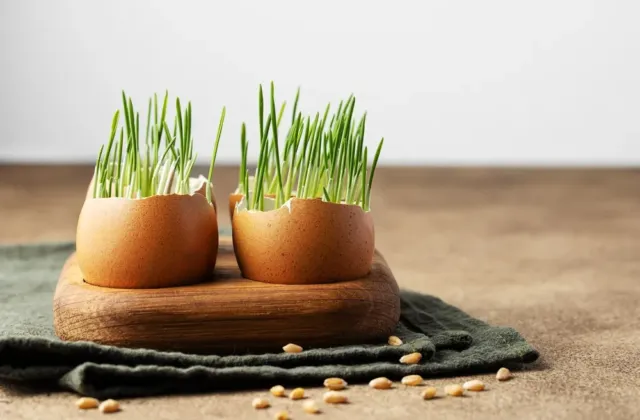 Osení po Velikonocích nemusí končit v koši: Z jarní dekorace se může stát vitaminová bomba na talíři