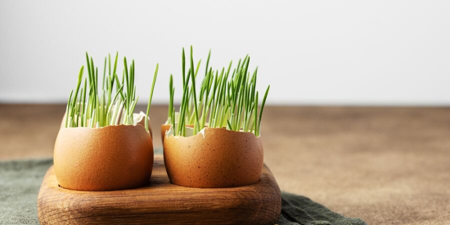 Osení po Velikonocích nemusí končit v koši: Z jarní dekorace se může stát vitaminová bomba na talíři