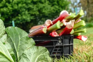 Pozor na rebarboru, může brát vápník z těla a škodit ledvinám: Řešení znaly už naše babičky