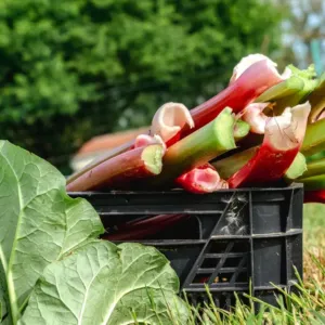 Pozor na rebarboru, může brát vápník z těla a škodit ledvinám: Řešení znaly už naše babičky