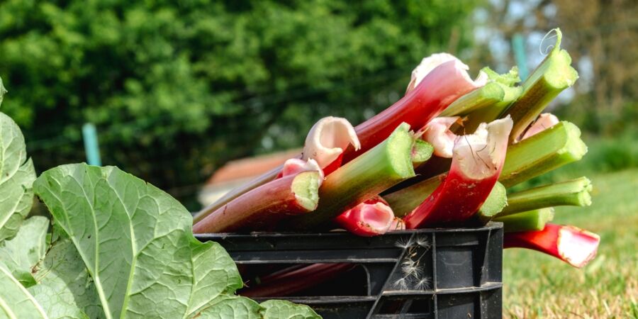 Pozor na rebarboru, může brát vápník z těla a škodit ledvinám: Řešení znaly už naše babičky