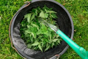 Jarní kopřiva nepatří jen do velikonoční nádivky. Je nejlevnějším a nejúčinnějším multivitaminem planety