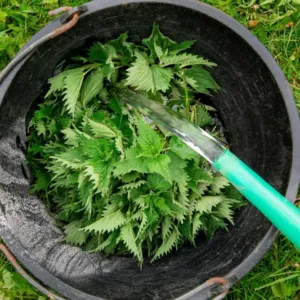 Jarní kopřiva nepatří jen do velikonoční nádivky. Je nejlevnějším a nejúčinnějším multivitaminem planety