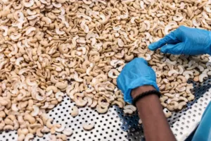 Kešu: Víte, že tato oblíbená pochoutka vyžaduje náročnou technologii, aby se zbavila toxické pryskyřice?