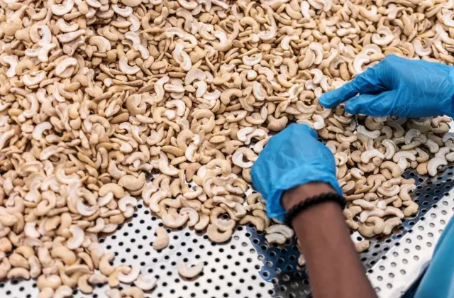 Kešu: Víte, že tato oblíbená pochoutka vyžaduje náročnou technologii, aby se zbavila toxické pryskyřice?