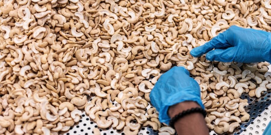 Kešu: Víte, že tato oblíbená pochoutka vyžaduje náročnou technologii, aby se zbavila toxické pryskyřice?